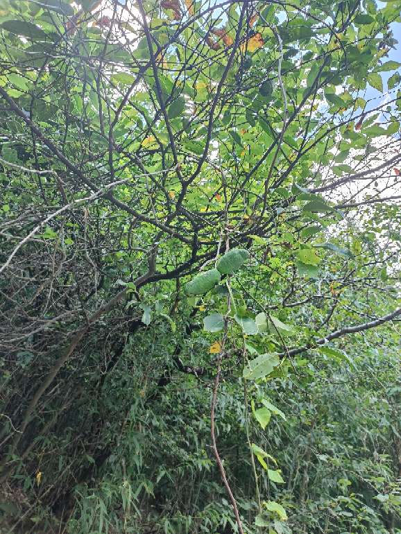 请教各位大师，钓鱼高手，钓箱炮台有必要配拐角炮台吗