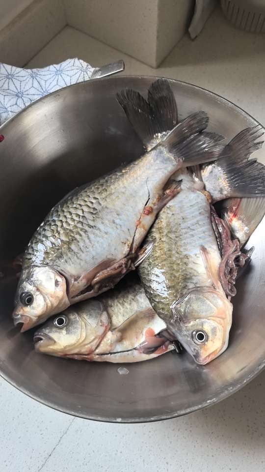 一出钓就钓这么多，真没意思，杀鱼很烦